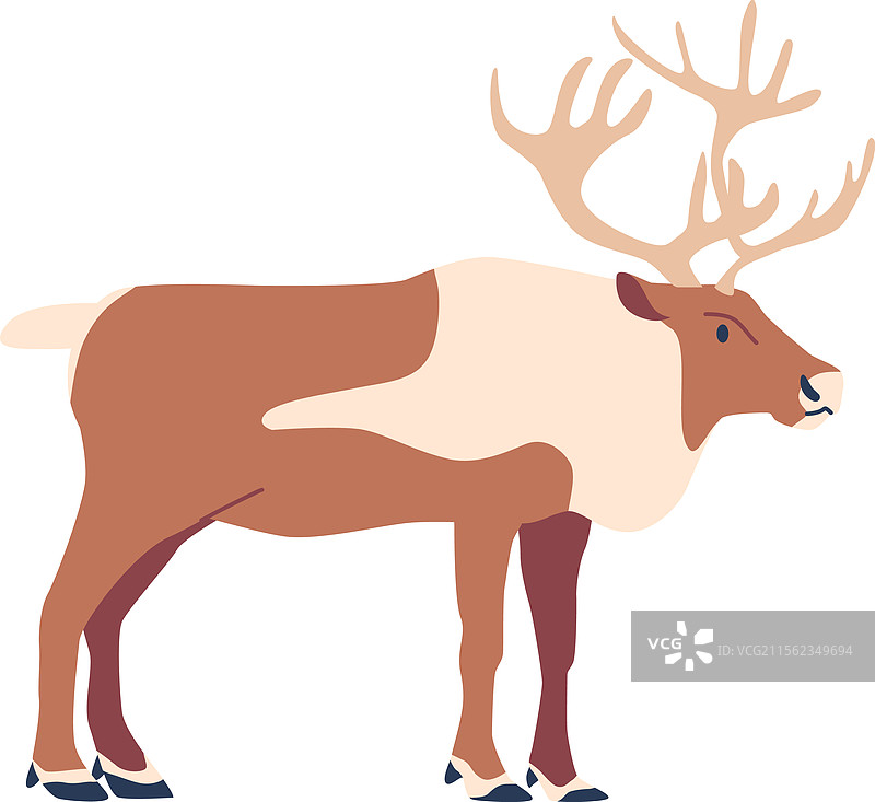 北极驯鹿动物图片素材