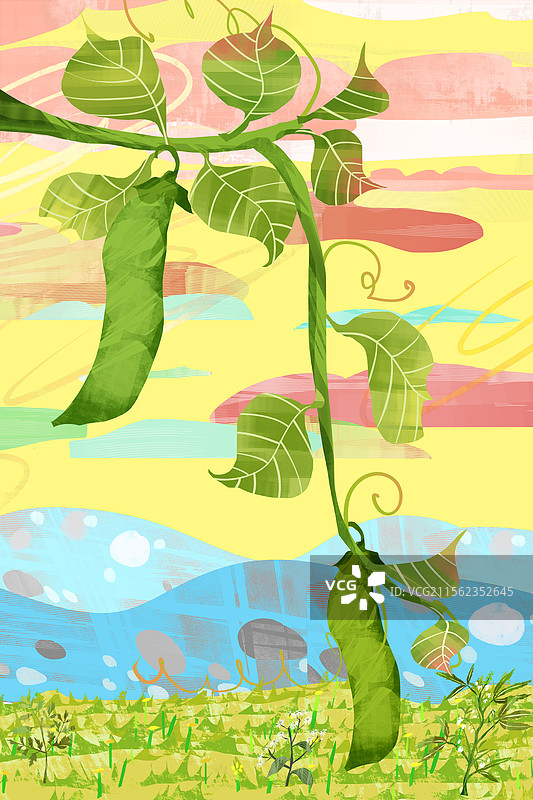 农作物蚕豆插画背景图片素材