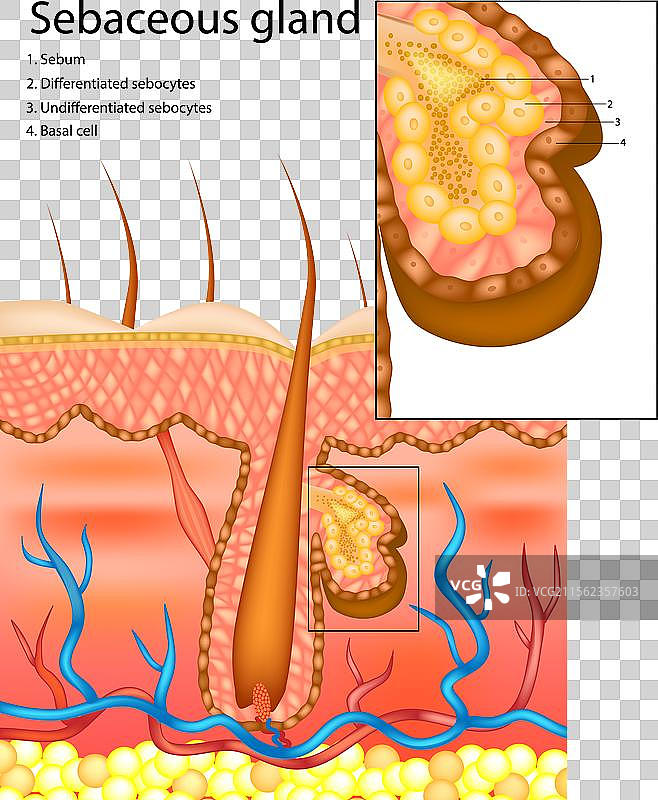 皮脂腺或油腺的横截面图图片素材