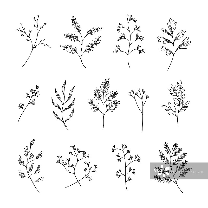 一套精致的手绘植物图集图片素材