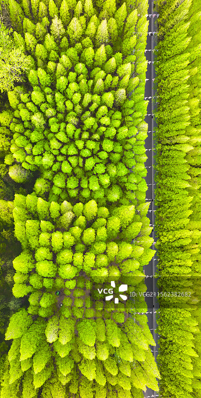 日照森林公园：春染水杉林，霞光青绿间邂逅海边森林氧吧图片素材