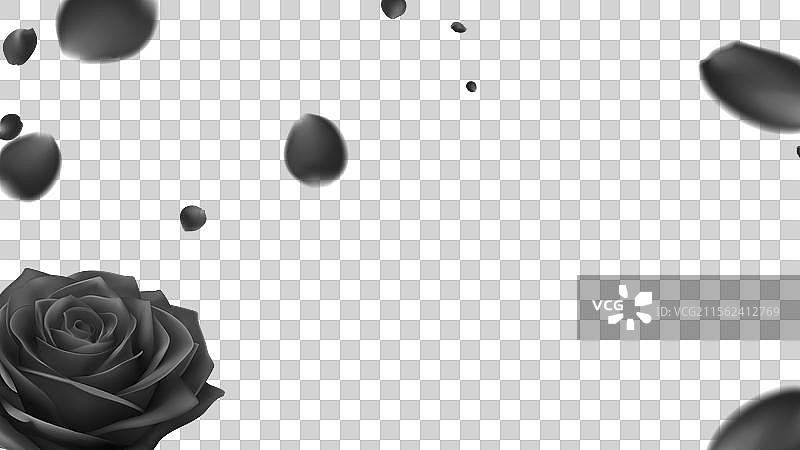 白色背景上的黑色玫瑰花图片素材