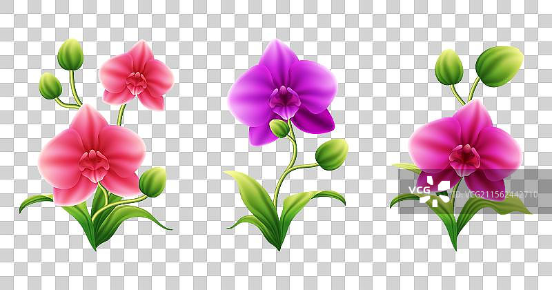 闪亮粉色的兰花图片素材