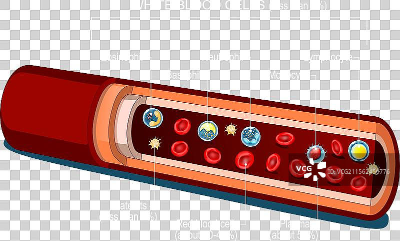 血液成分：红细胞和白细胞图片素材
