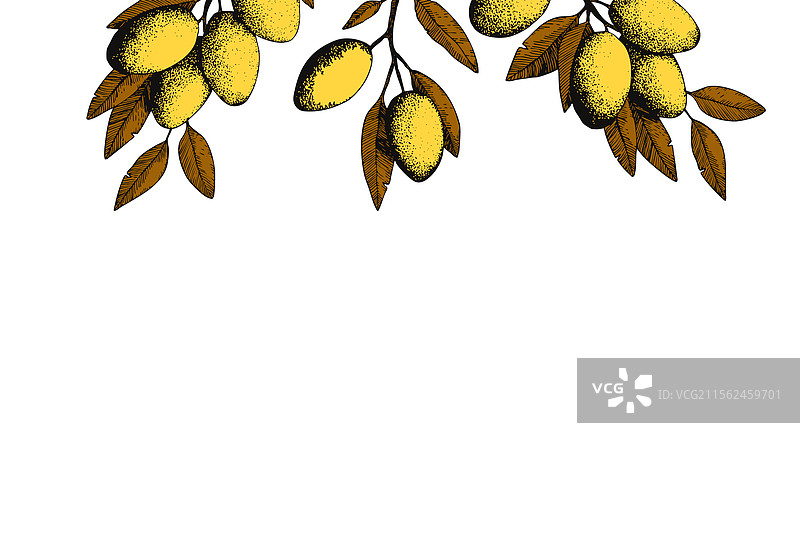 植物背景与橄榄枝素描墨水图片素材