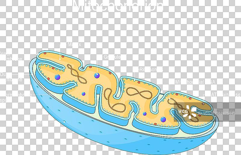 线粒体的结构与解剖图片素材