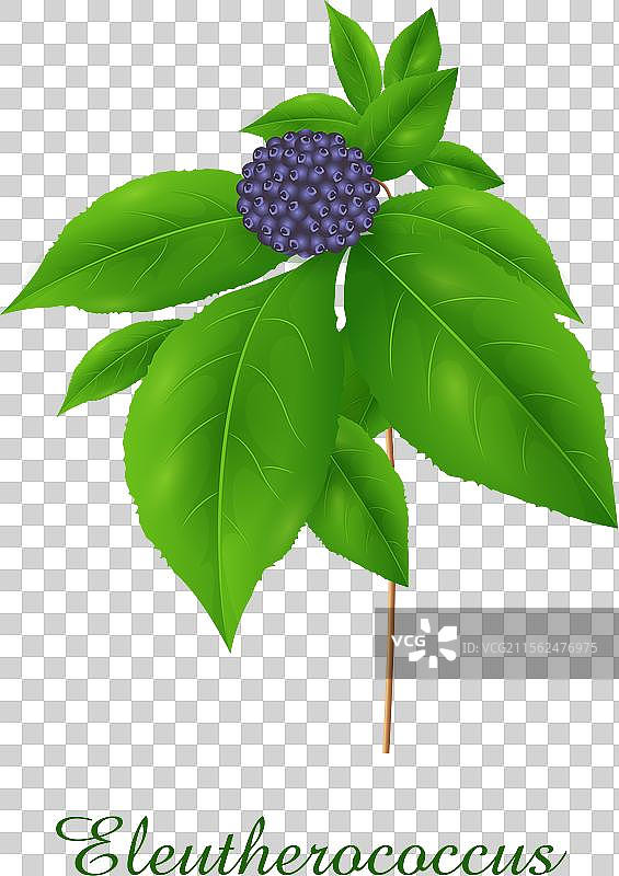 五加科植物绿色草本植物和草药图片素材