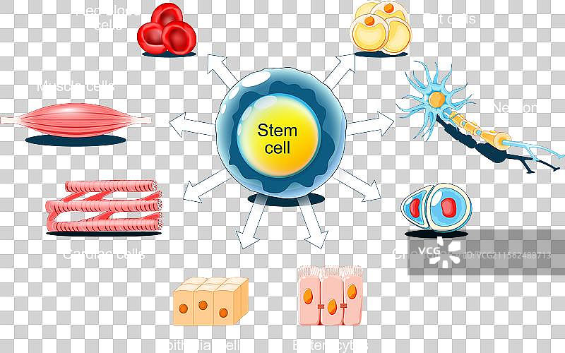 干细胞分化图片素材