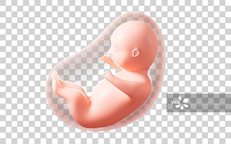 人类胚胎模型3D渲染图片素材