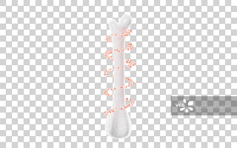 人类骨骼和药物治疗3D渲染图片素材