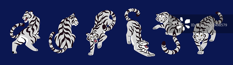 白色孟加拉虎与黑色大型野猫的组合图片素材