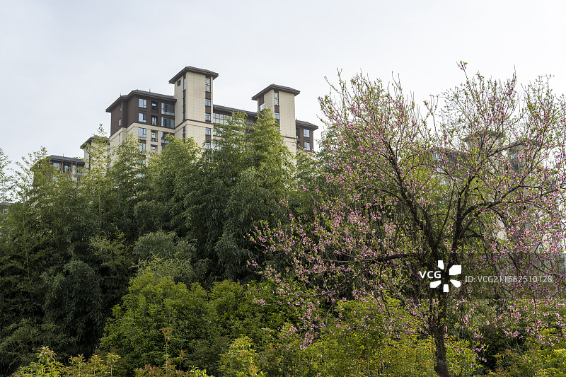 城市高楼房子房屋建筑绿色竹林植物风光图片素材
