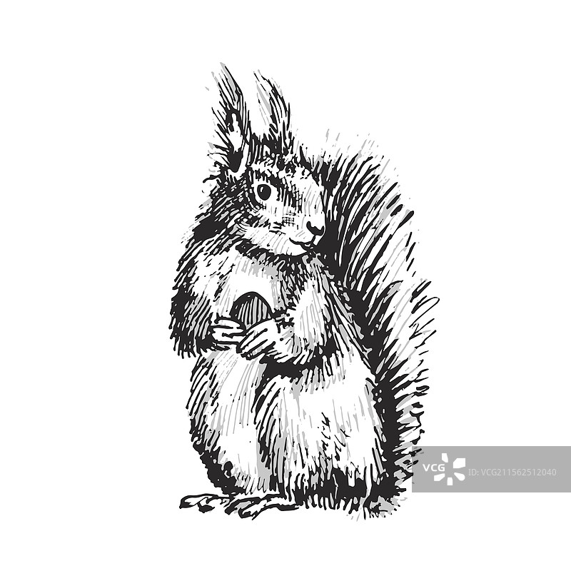 手绘松鼠图片素材