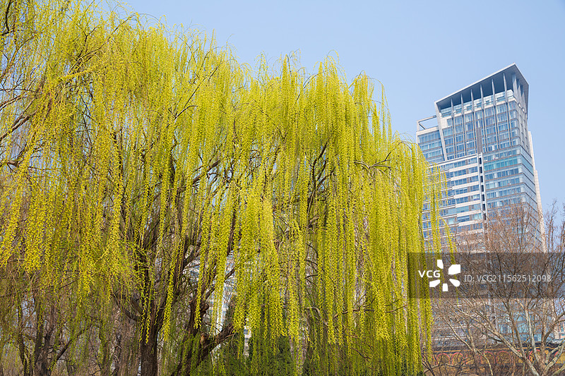 春天柳树发芽图片素材