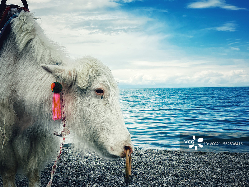 青海湖边的牦牛图片素材