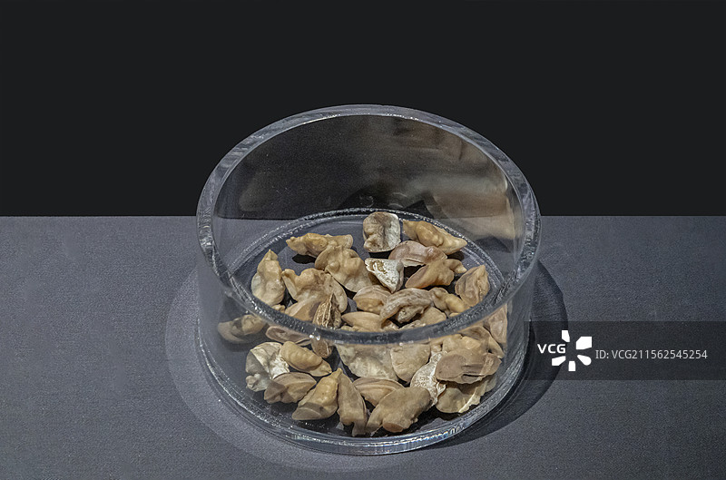 浙江省博物馆“浙江历史文化陈列”展：石首鱼耳石（新石器时代井头山遗址，井头山遗址出土）图片素材