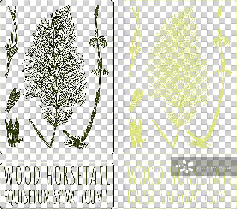 手绘木马尾草图图片素材