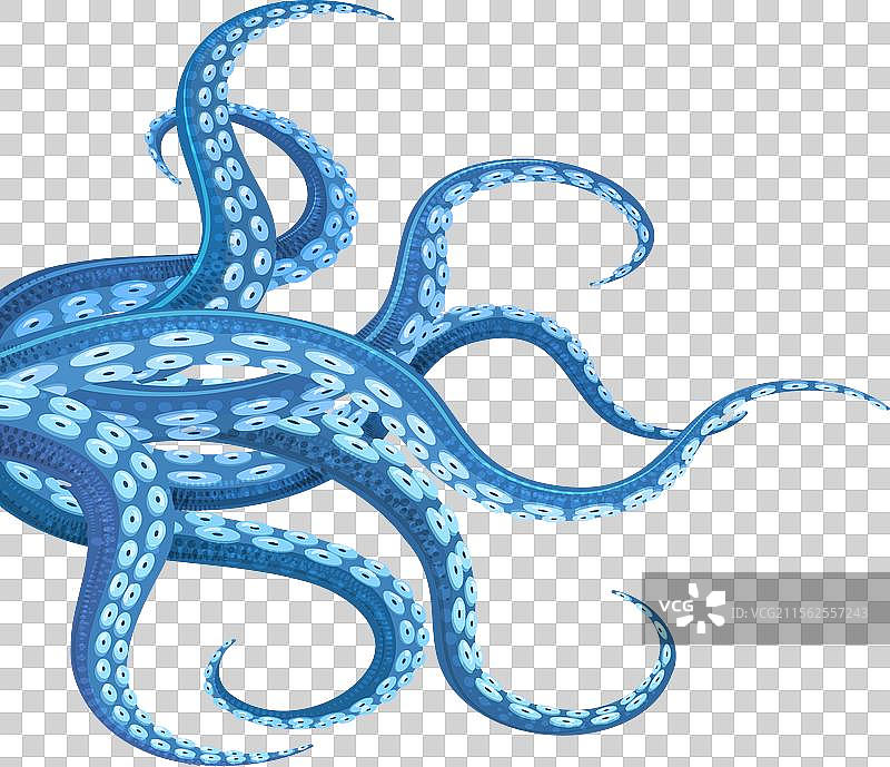蓝色头足类动物的触手图片素材