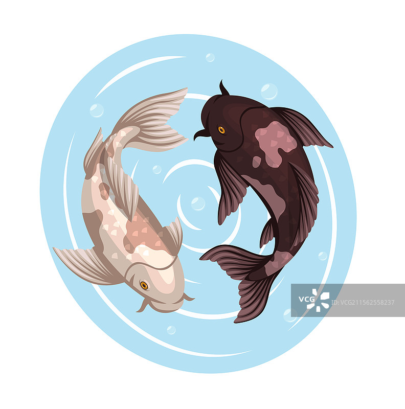 黑白色的锦鲤日本鲤鱼图片素材