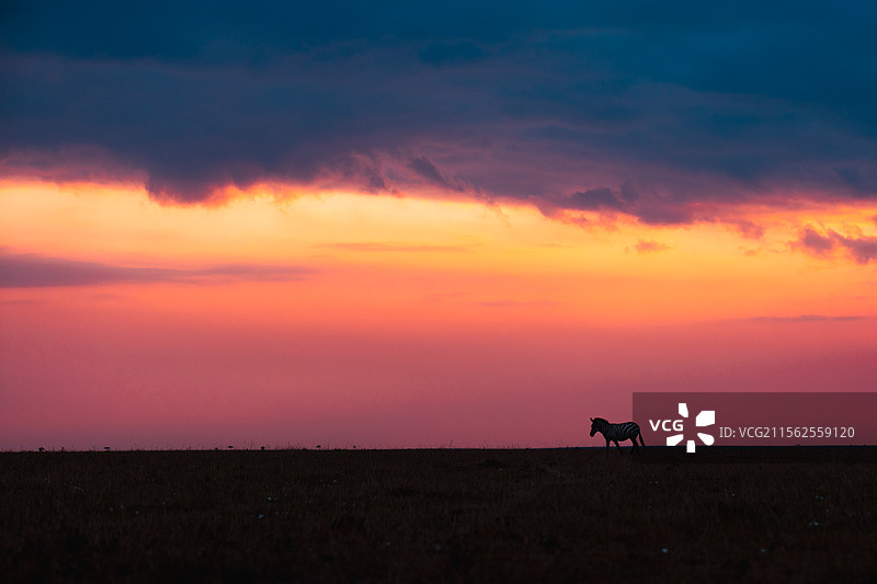 日落时分，天空下田野上的牛剪影图片素材
