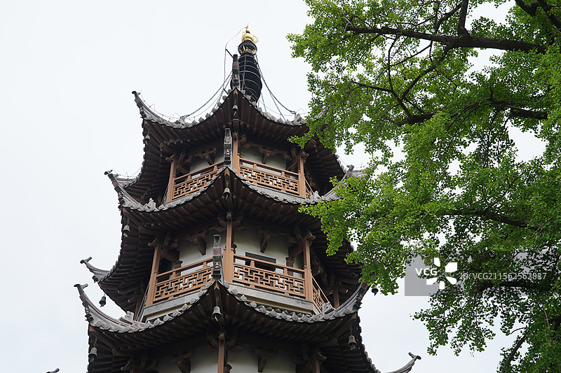 南通寺街木香花瀑布图片素材