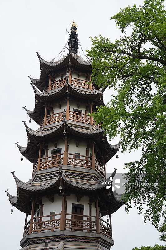 南通寺街木香花瀑布图片素材