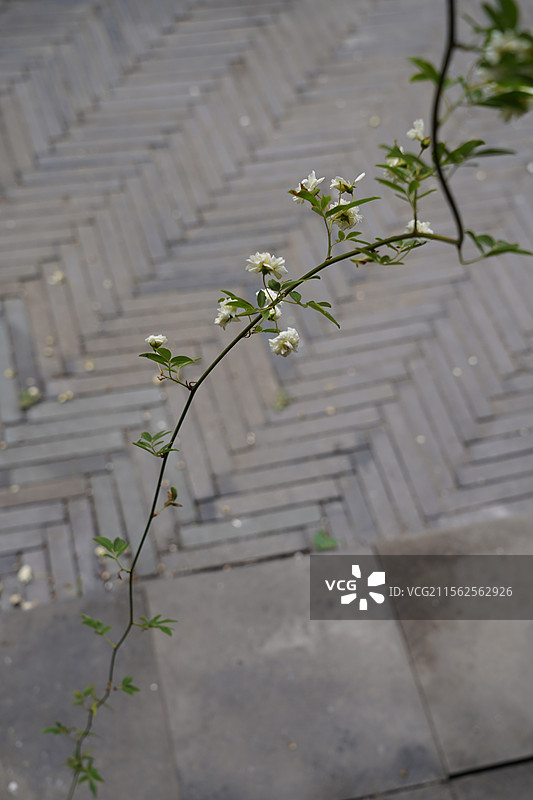 南通寺街木香花瀑布图片素材