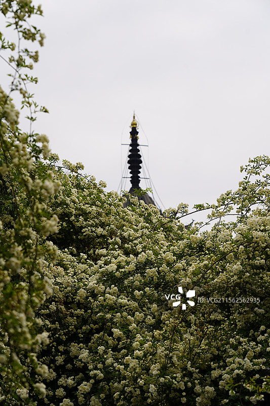 南通寺街木香花瀑布图片素材