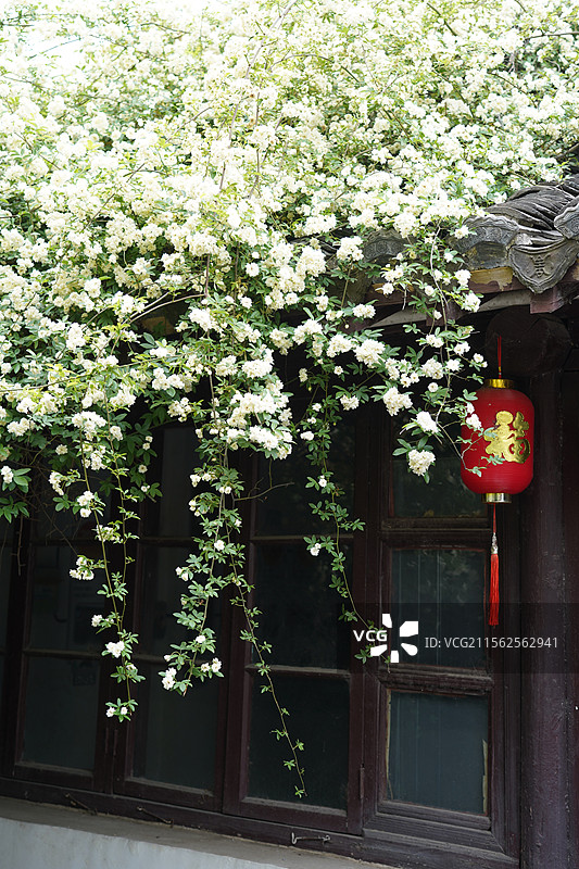 南通寺街木香花瀑布图片素材