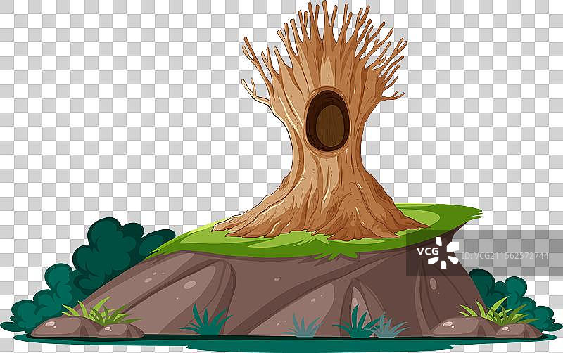 岩石上的树桩图片素材