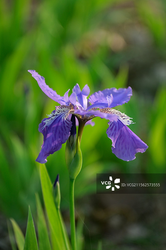 春天盛开的马莲花 鸢尾花图片素材