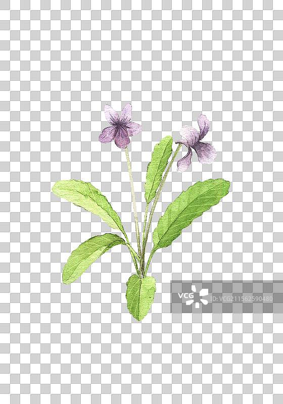 春季野菜紫花地丁图片素材