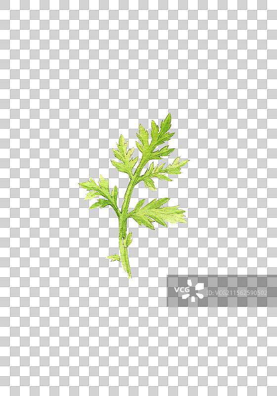 春季野菜艾蒿图片素材