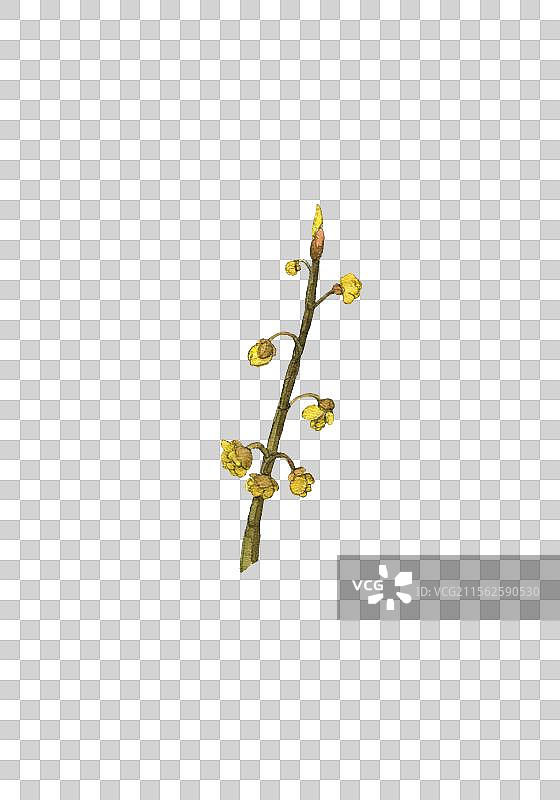 春季野菜木姜子图片素材