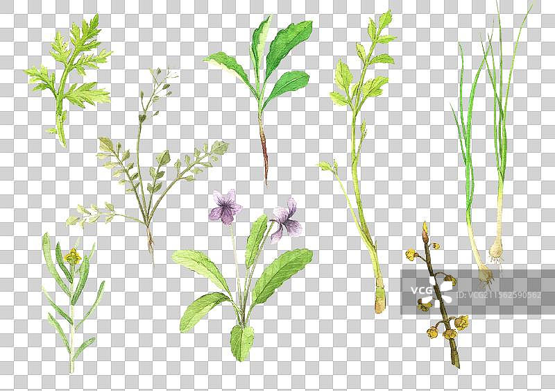 春季野菜图片素材