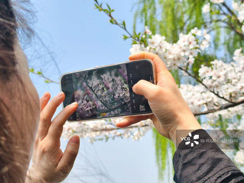 绍兴瓜渚湖的樱花和郁金香图片素材