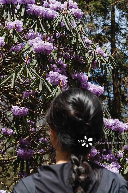 都江堰龙池国家森林公园杜鹃园图片素材