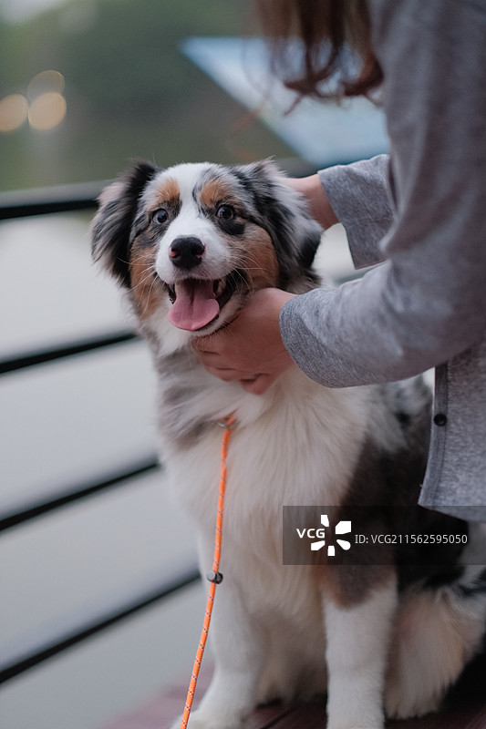 澳大利亚牧羊犬露米娜图片素材