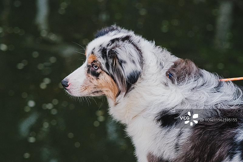 澳大利亚牧羊犬露米娜图片素材