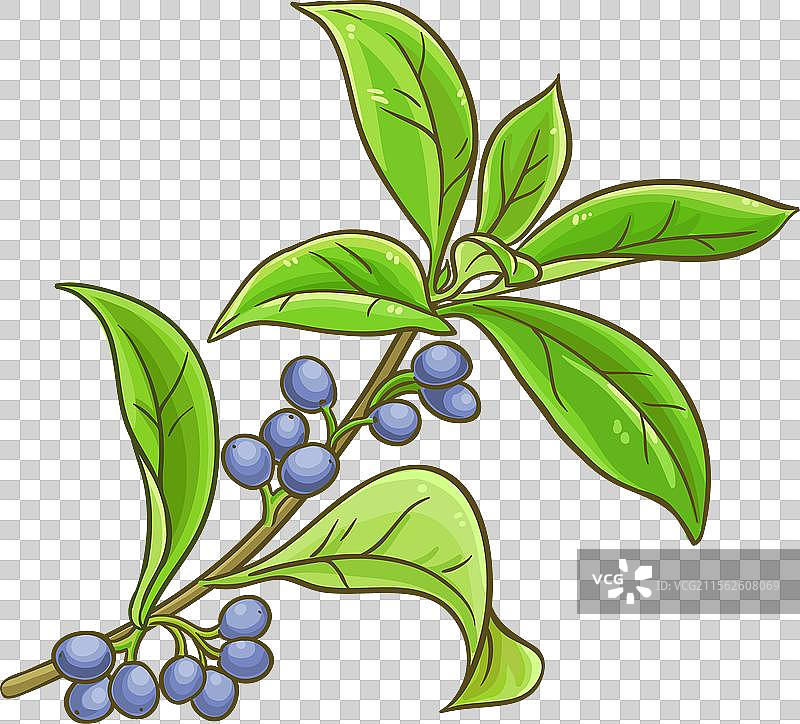 桂花枝，色彩丰富，细节精致图片素材