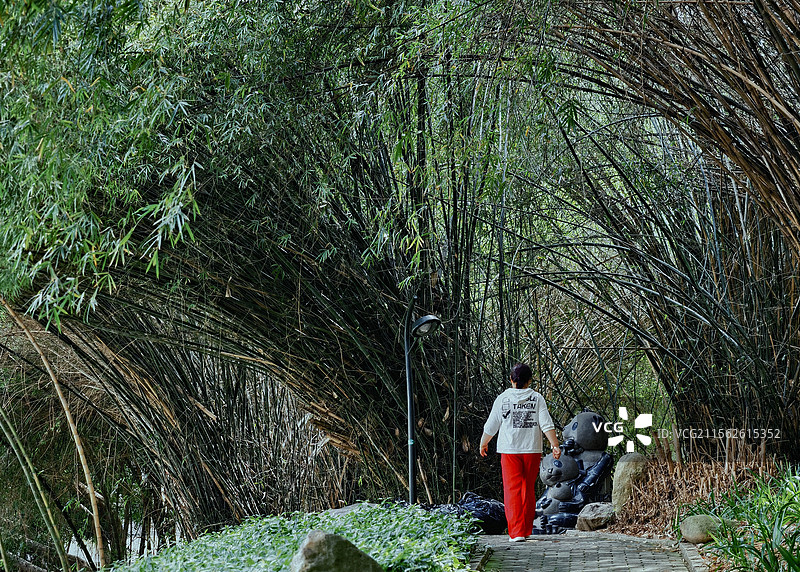 垂柳竹下图片素材