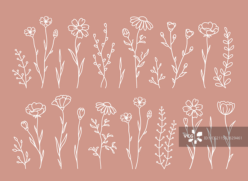 野花、花卉、草药和植物组合图片素材