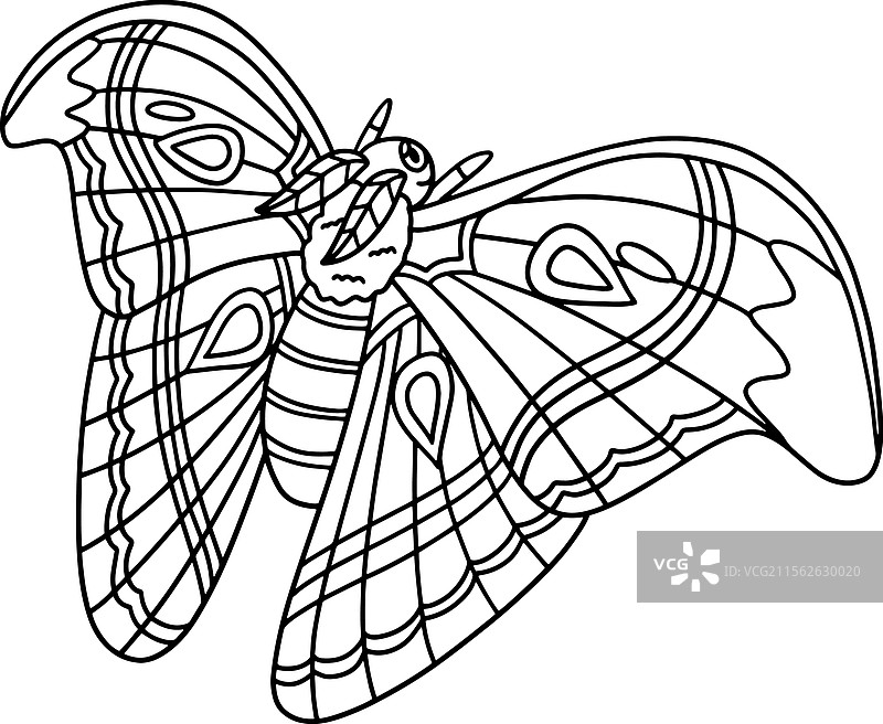 孤立的昆虫——大蜻蜓动物涂色页图片素材