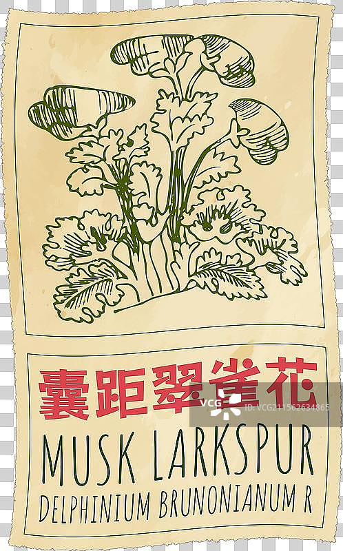 手绘的麝香蓝花图片素材