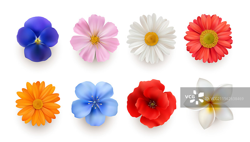 花朵盛开，绚丽的植物图片素材