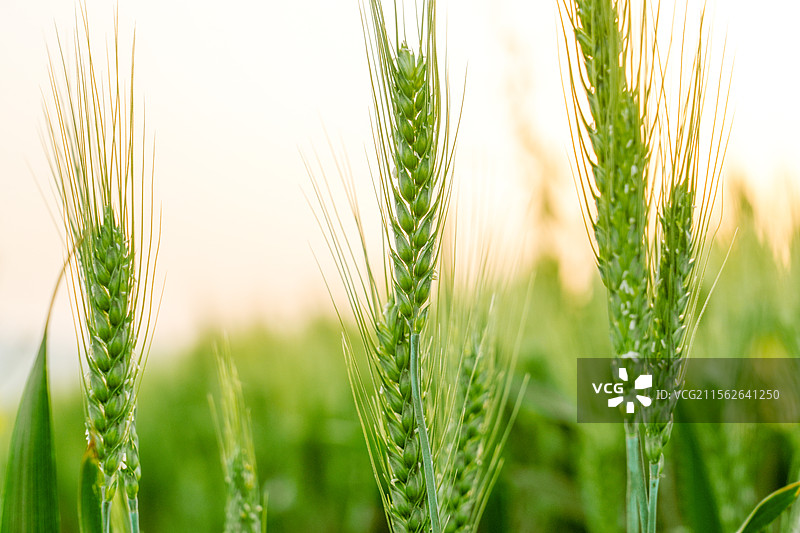 嫩绿的小麦麦穗的特写图片素材