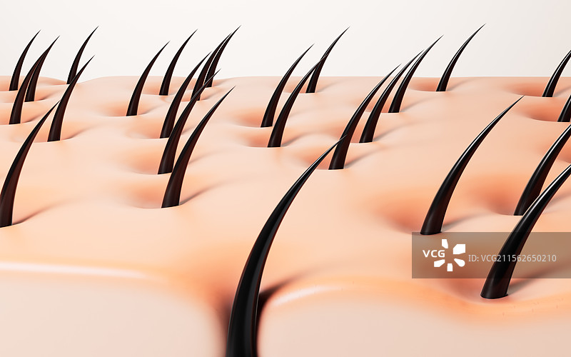 黑色毛发头发与皮肤三维渲染图片素材