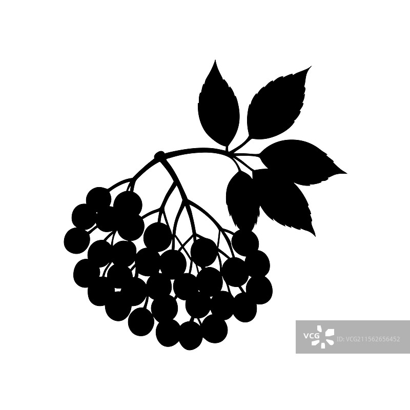 接骨木果轮廓艺术黑白图案图片素材