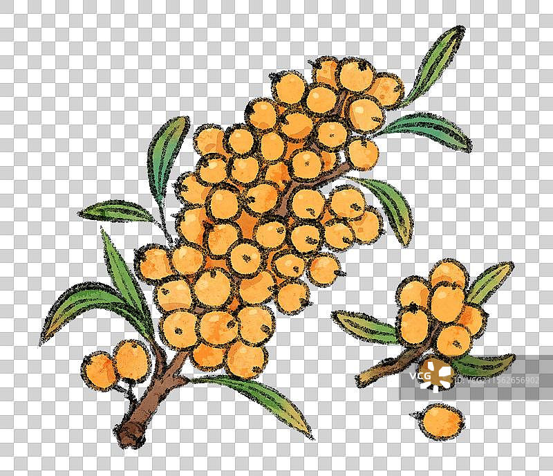 山西大同美食国风插画-沙棘图片素材