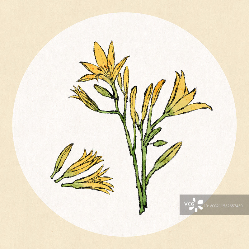 山西大同美食国风插画-黄花图片素材